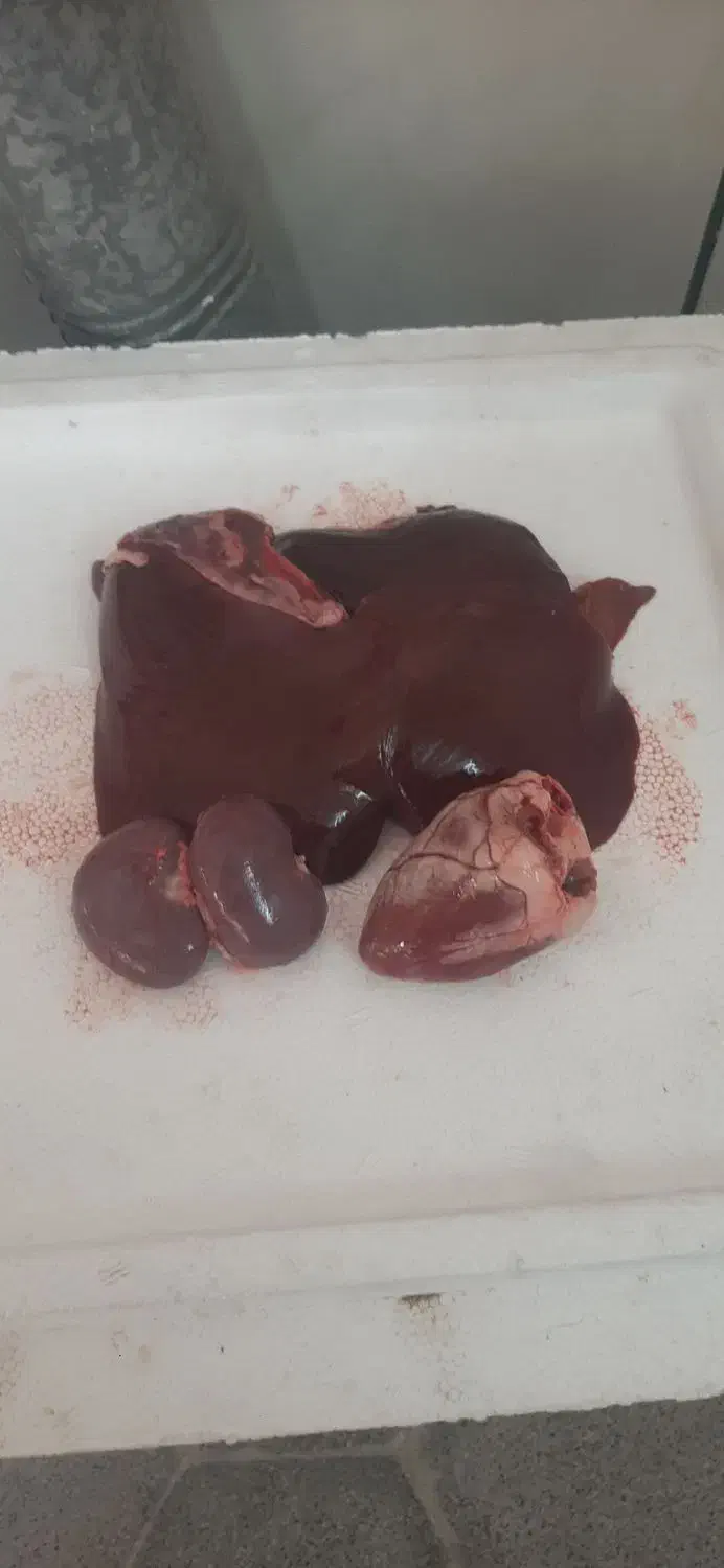 قصاب|خدمات پذیرایی، مراسم|قم, نیروگاه|دیوار