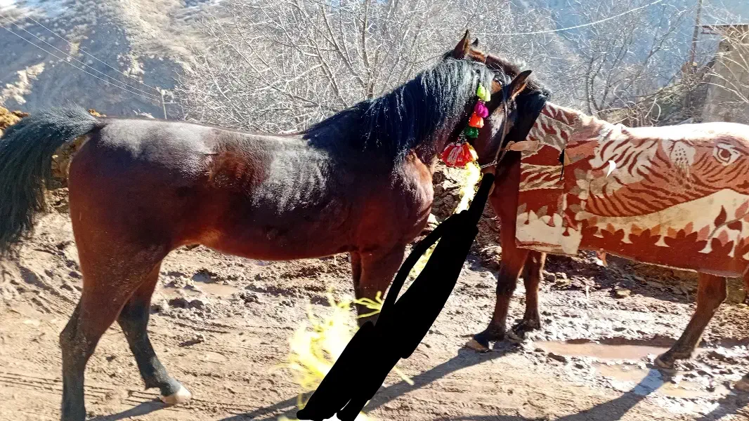 اسب|اسب و تجهیزات اسب‌سواری|دورود, |دیوار