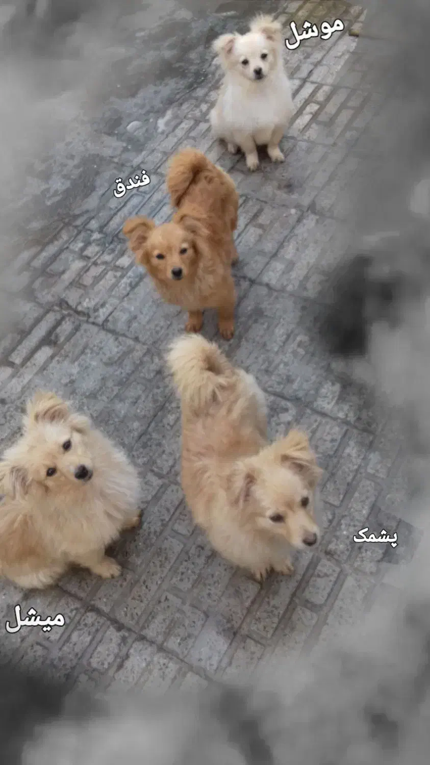 نژاد پامرین کاملا خالص. واکسینه شده هر 3 دوره .|سگ|شهریار, شهریار|دیوار