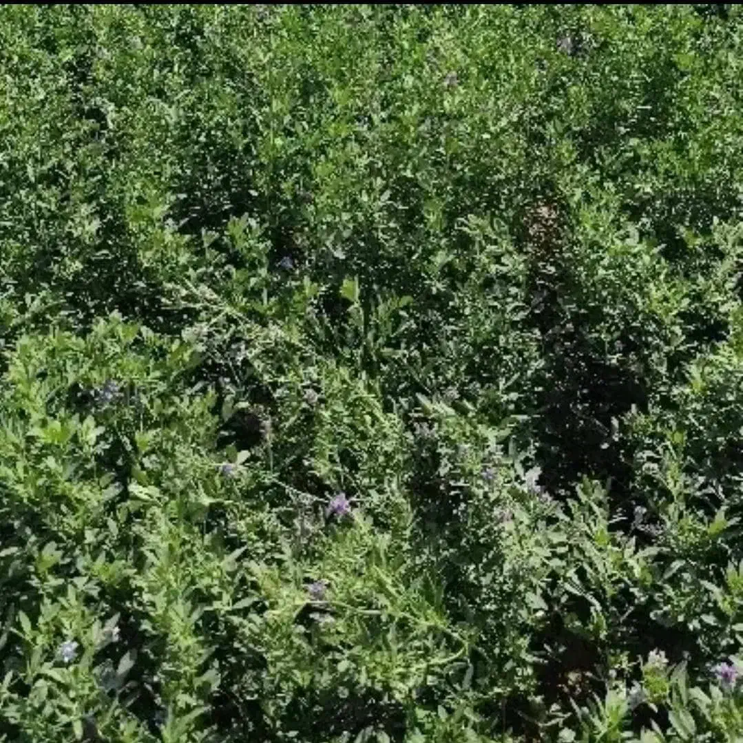 بزر یونجه  بغدادی|حیوانات مزرعه|رامشیر, |دیوار