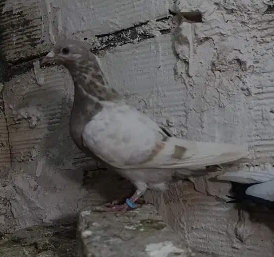 کفتر کبوتر|پرنده|مشهد, شهید معقول|دیوار