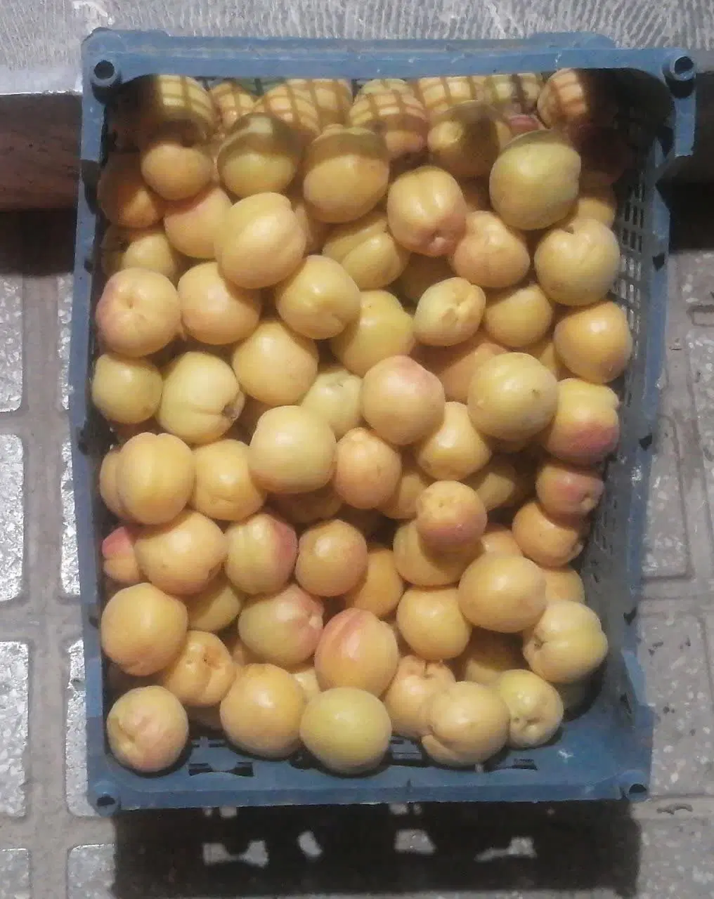 خوب|خوردنی و آشامیدنی|فردوس (خراسان), |دیوار