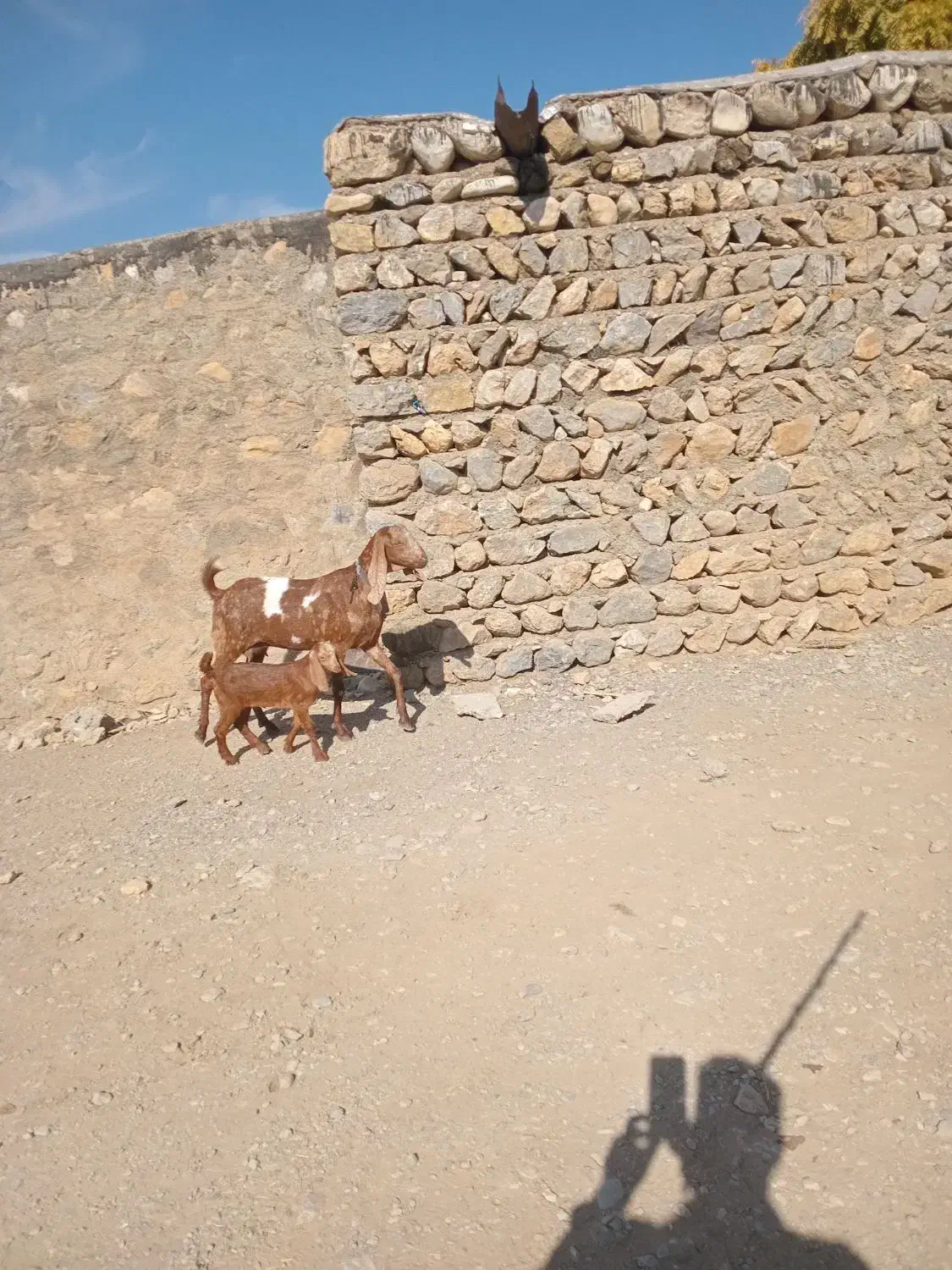 بزوبزغاله خارجی بدون شاخ|حیوانات مزرعه|بیرانوند, |دیوار