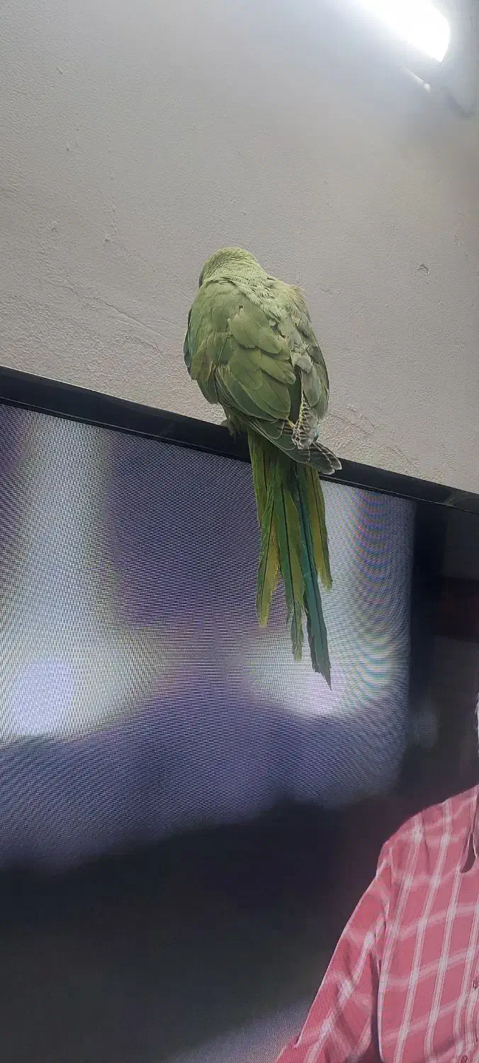 جوجه طوطی ملنگو|پرنده|بروجرد, |دیوار