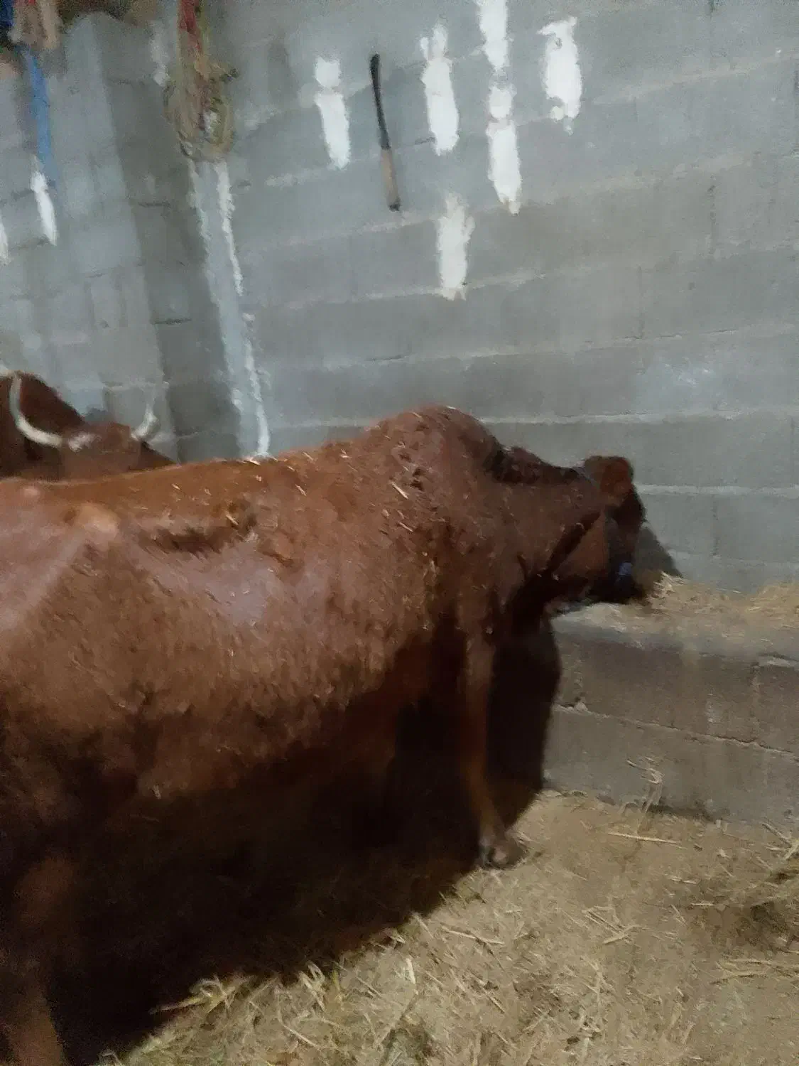 گاو دورگ هولشتاین|حیوانات مزرعه|رشت, منظریه|دیوار