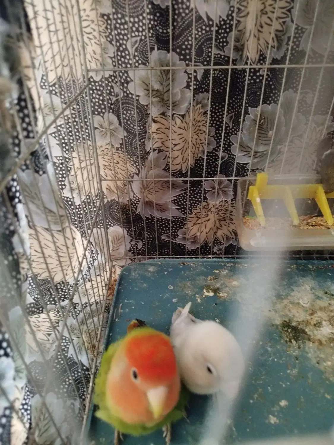 یک جفت طوطی برزیلی نروماده|پرنده|قرچک, زیبا شهر|دیوار