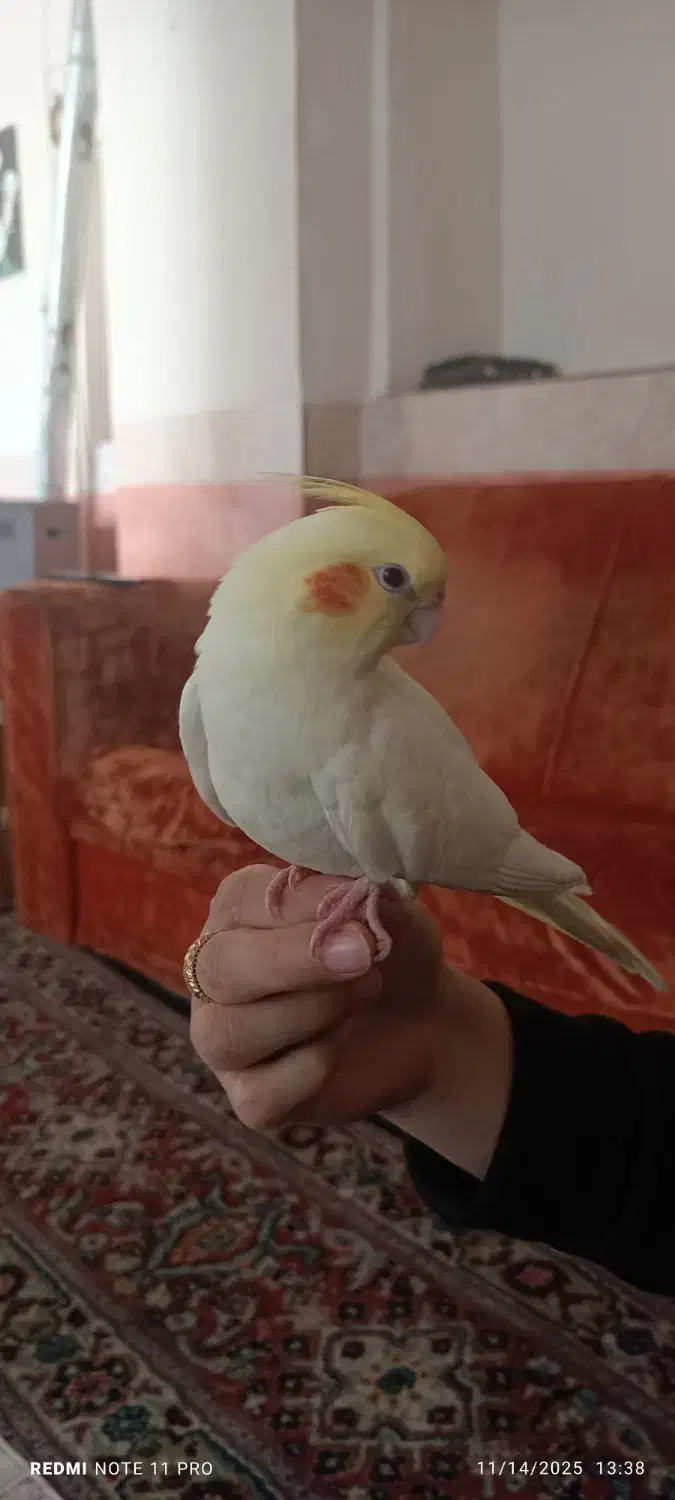 عروس هلندی لیمو گمشده چهارمردان|پرنده|قم, چهار مردان|دیوار