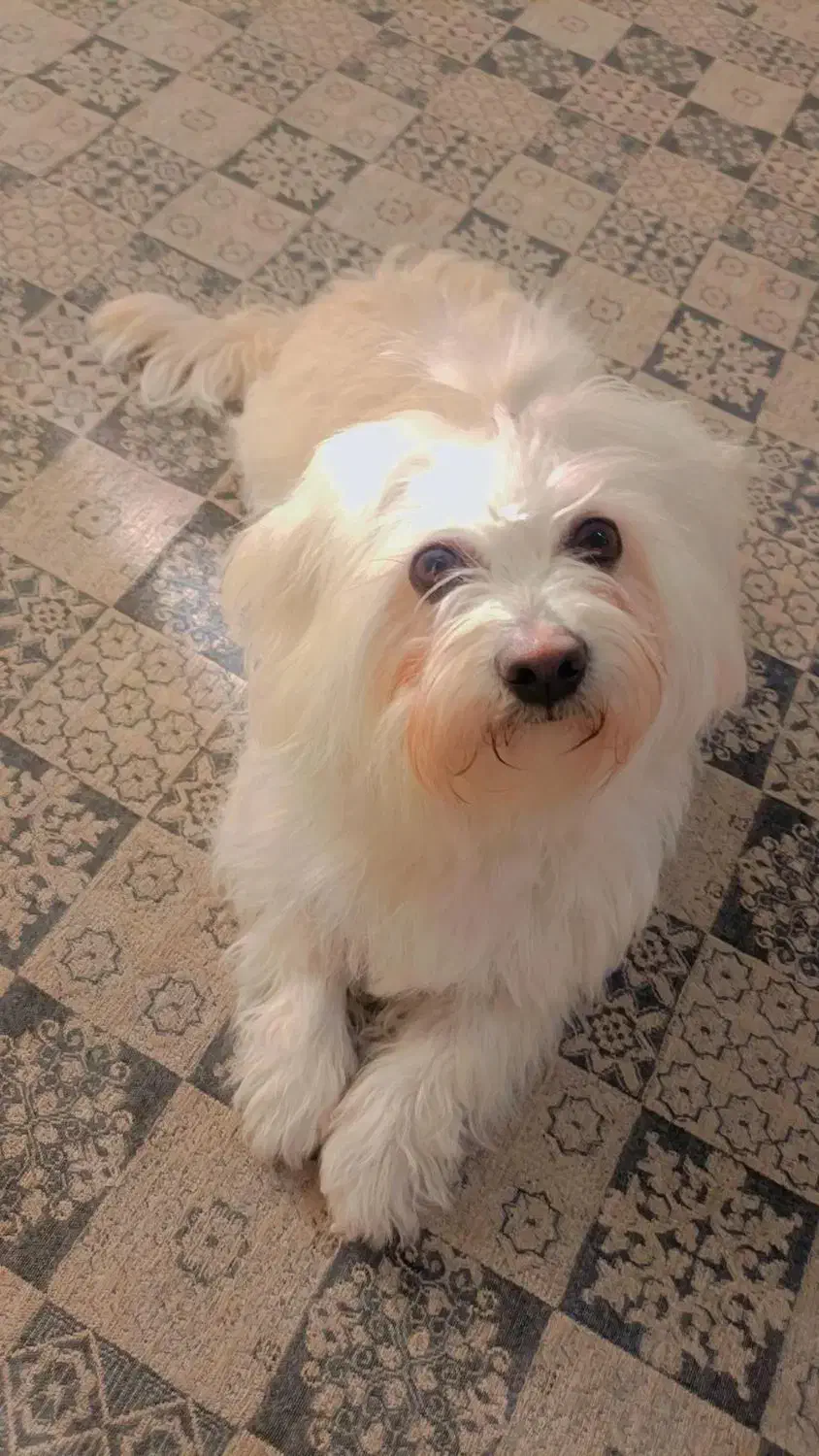 سگ نژاد شیتزو|سگ|مشهد, چاهشک|دیوار