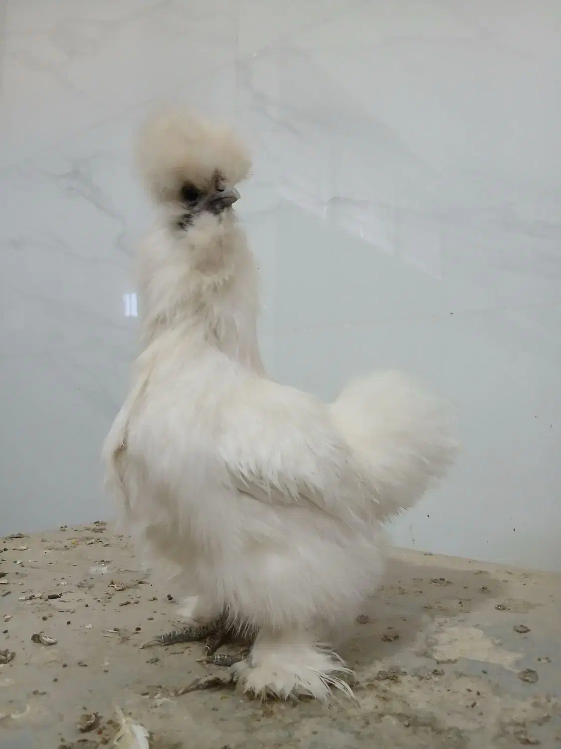 مرغ ابریشمی تخم گذار|حیوانات مزرعه|لنجان, |دیوار