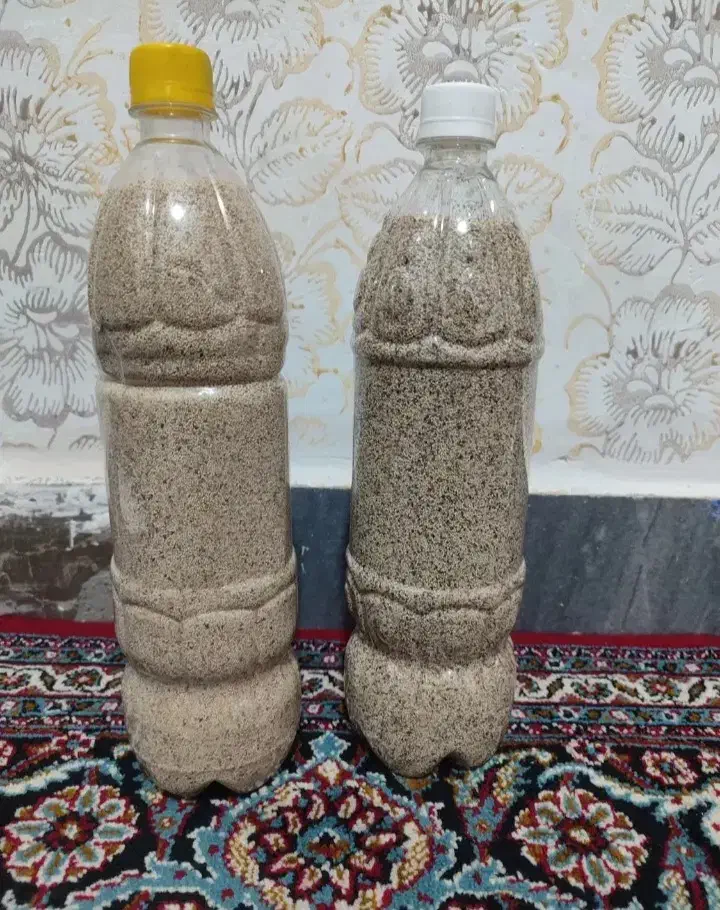 بزر مال امسال هستش|حیوانات مزرعه|کوهدشت, |دیوار