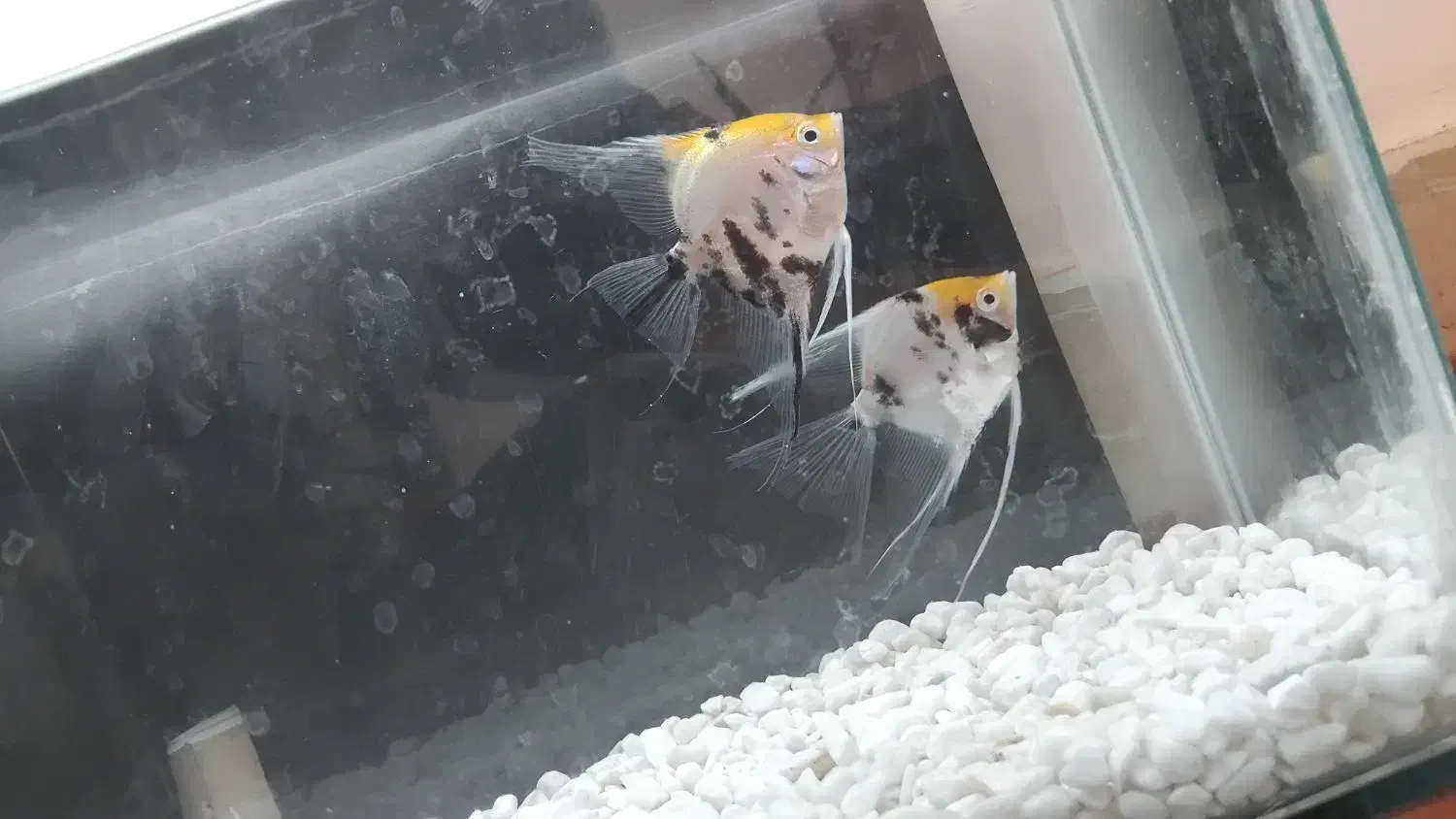 آنجل کله پرتقالی|ماهی|مراغه, |دیوار