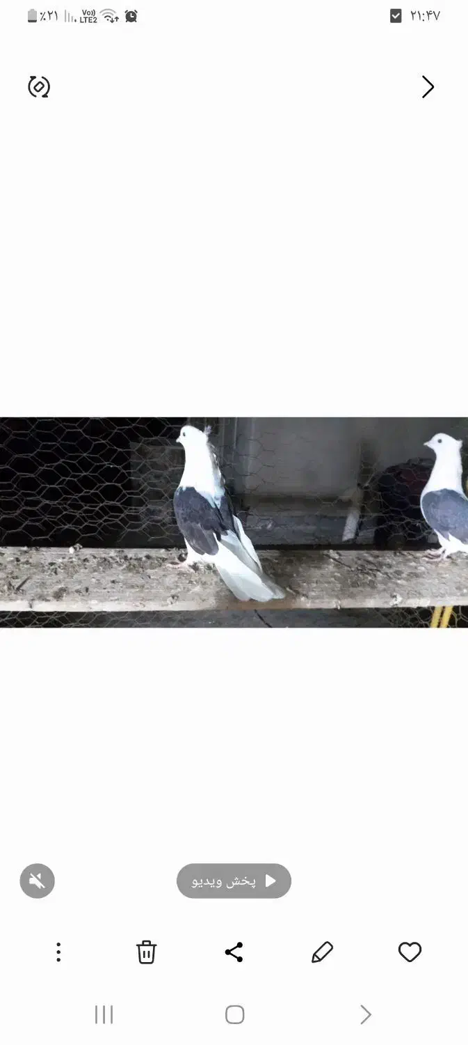 دوکت سیاه|پرنده|بندر ماهشهر, |دیوار