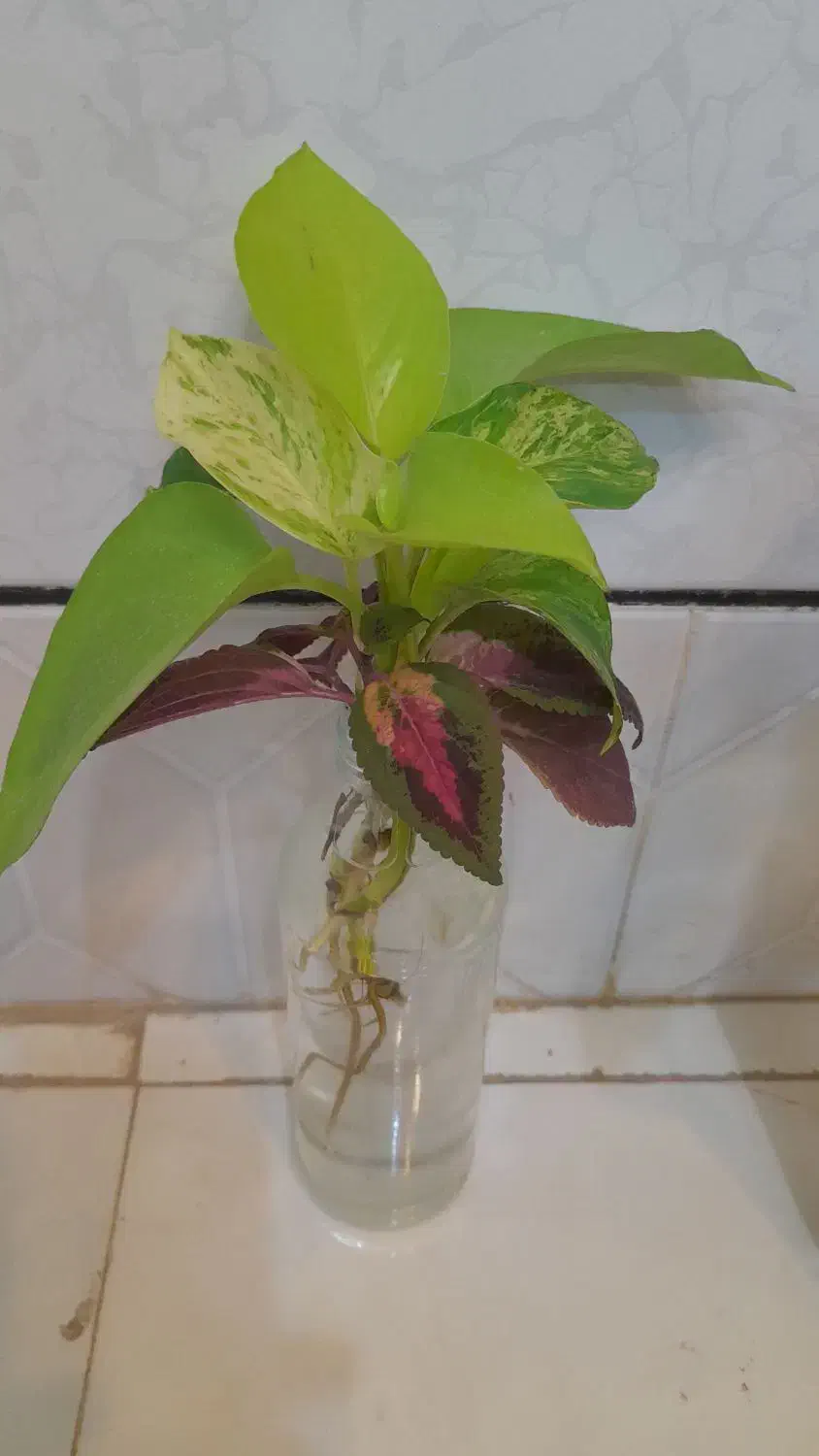 قلمه گل قیمت مناسب|گل و گیاه طبیعی|فردوس (خراسان), |دیوار