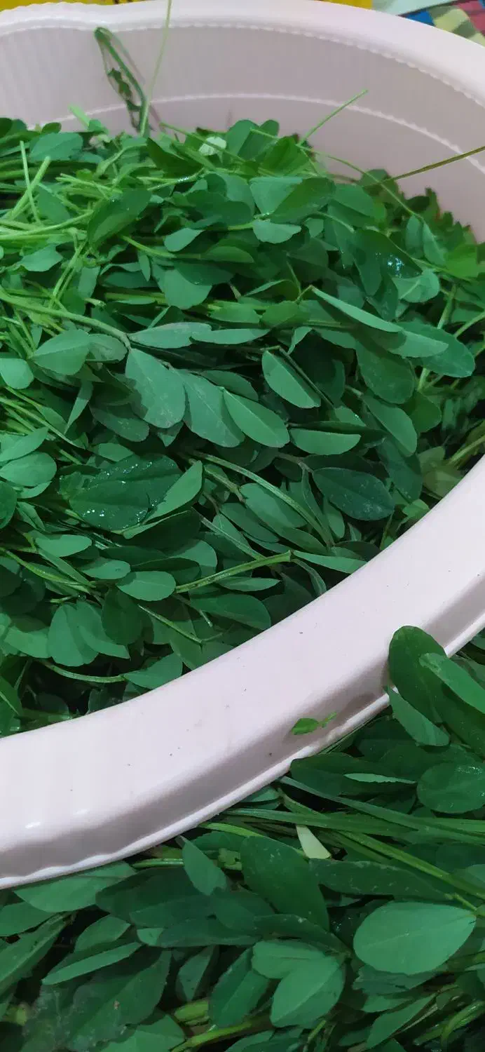 خوردنی سبزی خورشتی|خوردنی و آشامیدنی|کوهدشت, |دیوار