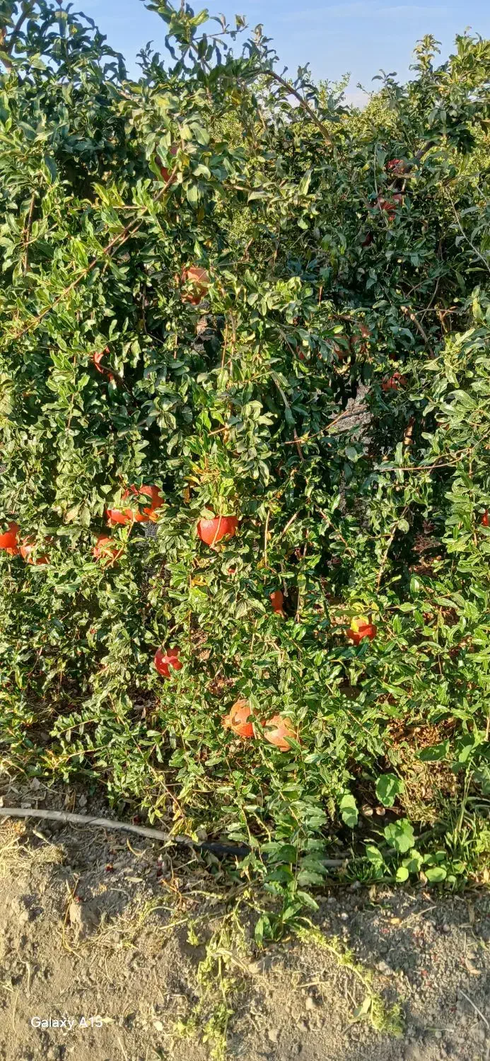 انار درجه یک|عمدهفروشی|کوهنانی, |دیوار