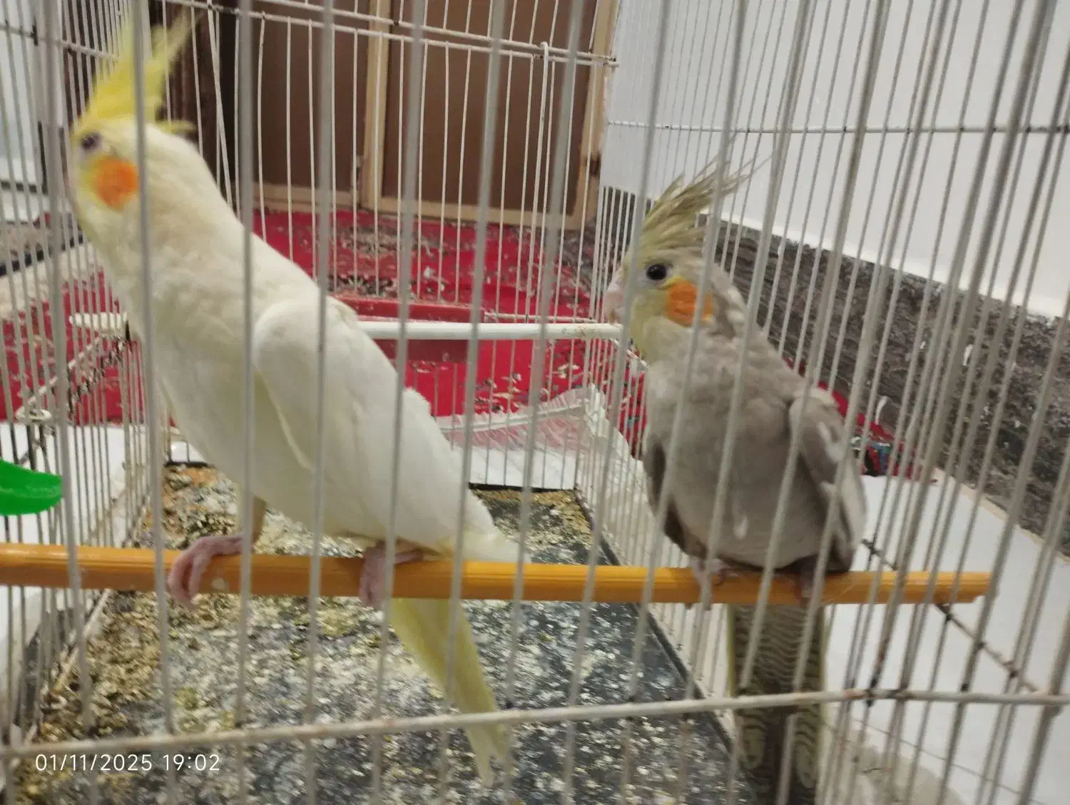 عروس هلندی لوتینو نر و ماده جفت|پرنده|سلامی, |دیوار