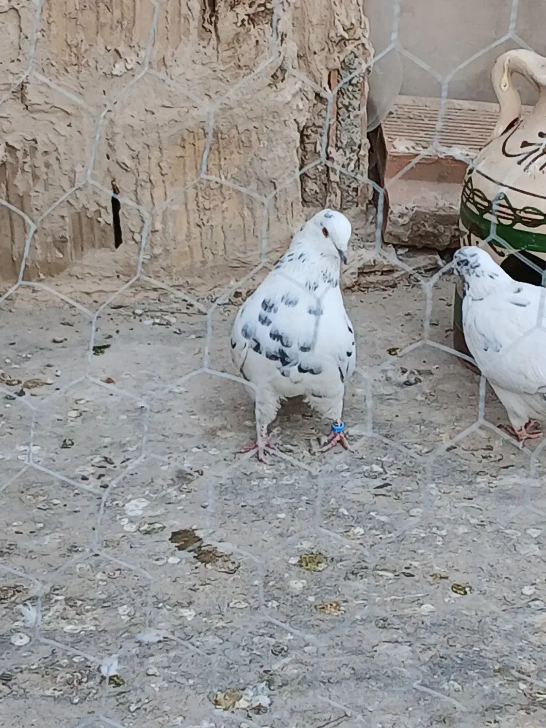 یه جفت دهن جور|پرنده|هشتگرد, تهران دشت|دیوار