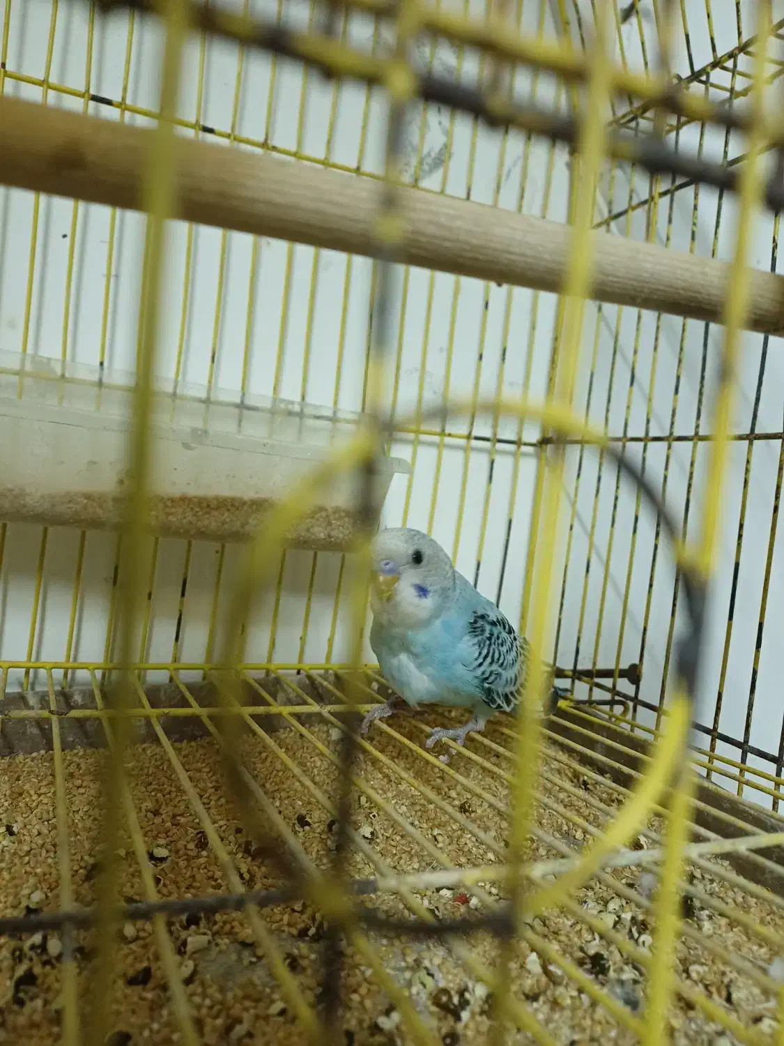 معاوضه یا فروش|پرنده|رشت, کوی فکوری|دیوار