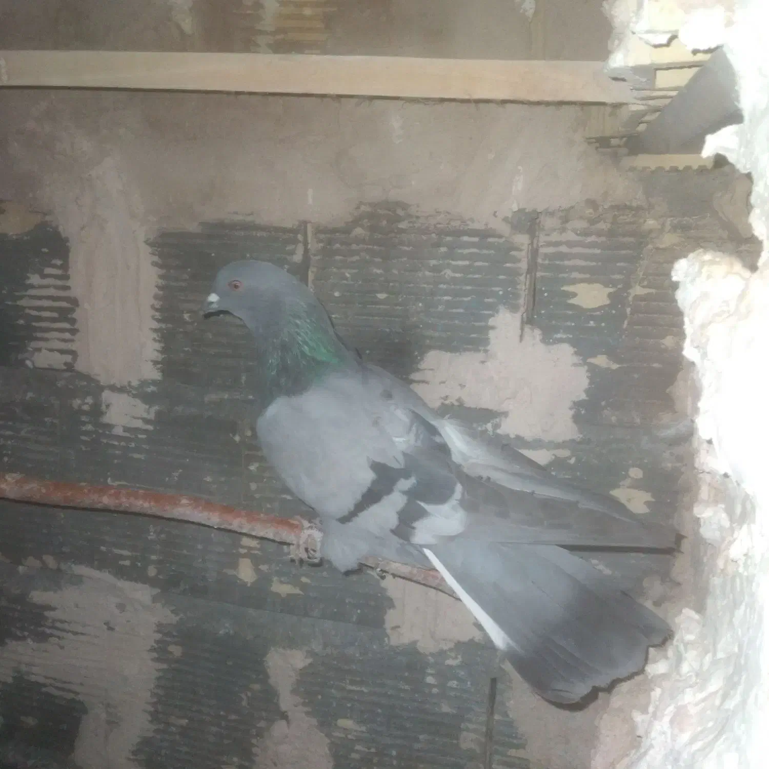 کفتر اصفهانی|پرنده|خمینی‌شهر, |دیوار