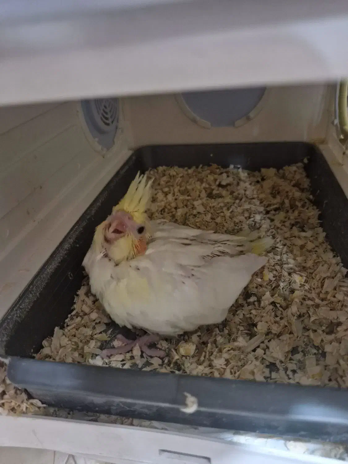 جوجه عروس هلندی لوتینو|پرنده|ری, اقدسیه|دیوار