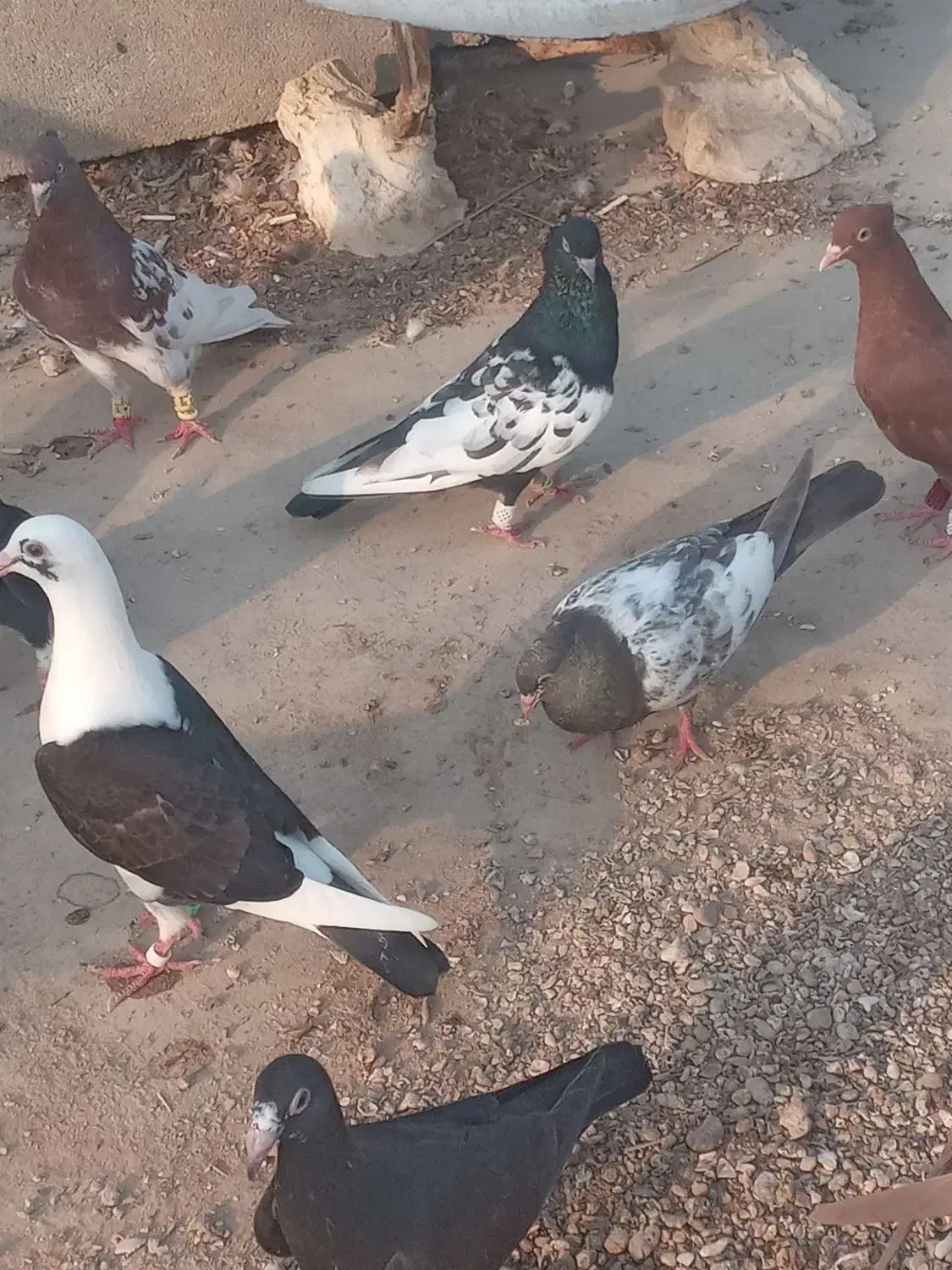 کبوتر پرنده|پرنده|شیراز, کرونی(خاتونک)|دیوار