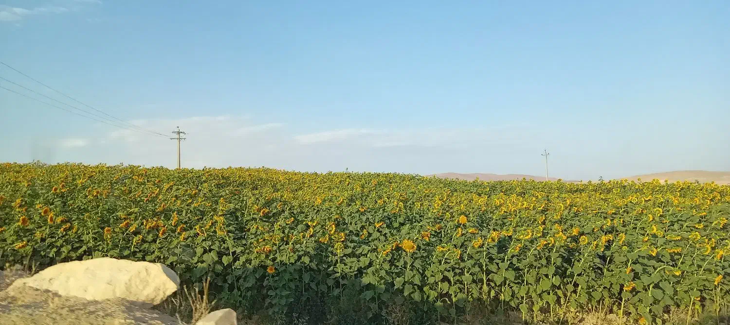 زمین کشاورزی|اجارهٔ دفتر صنعتی، کشاورزی، تجاری|محمدبار, |دیوار