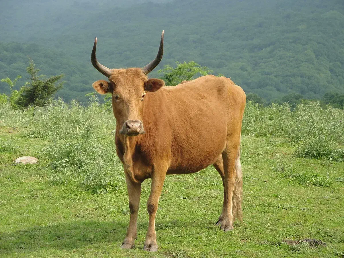 گاو و گوساله لیشه شراکت|حیوانات مزرعه|رشت, چله خانه|دیوار