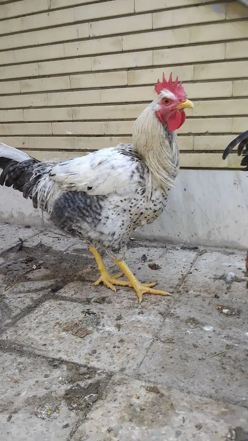 خروس|حیوانات مزرعه|فلاورجان, |دیوار