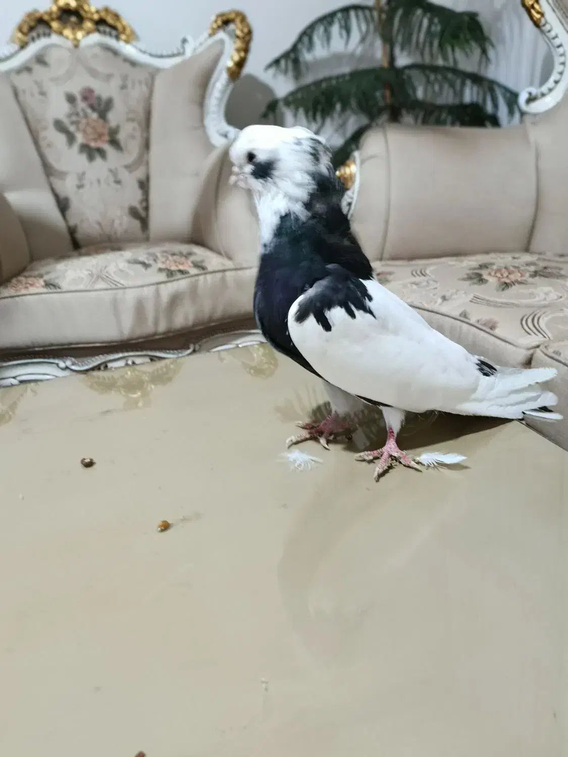 کبوتر نقابی|پرنده|کرمانشاه, |دیوار