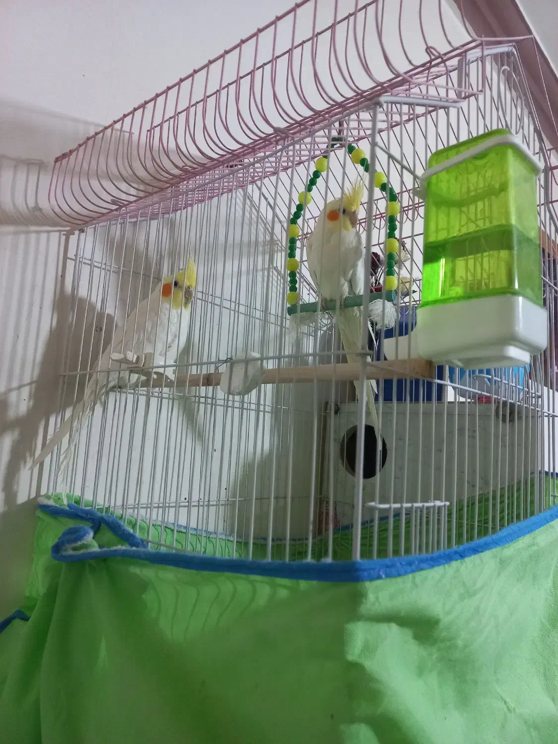 جفت عروس هلندی باقفس همه لوازم|پرنده|زرند, |دیوار