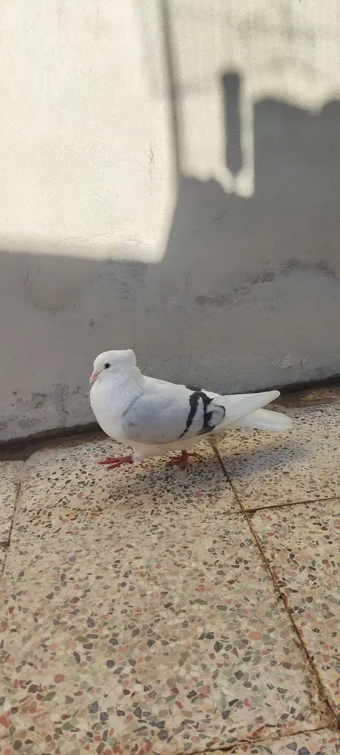 کبوتر دوکت یا پشت آبی نباتی یا و کاغذی همه روشن|پرنده|جم, |دیوار