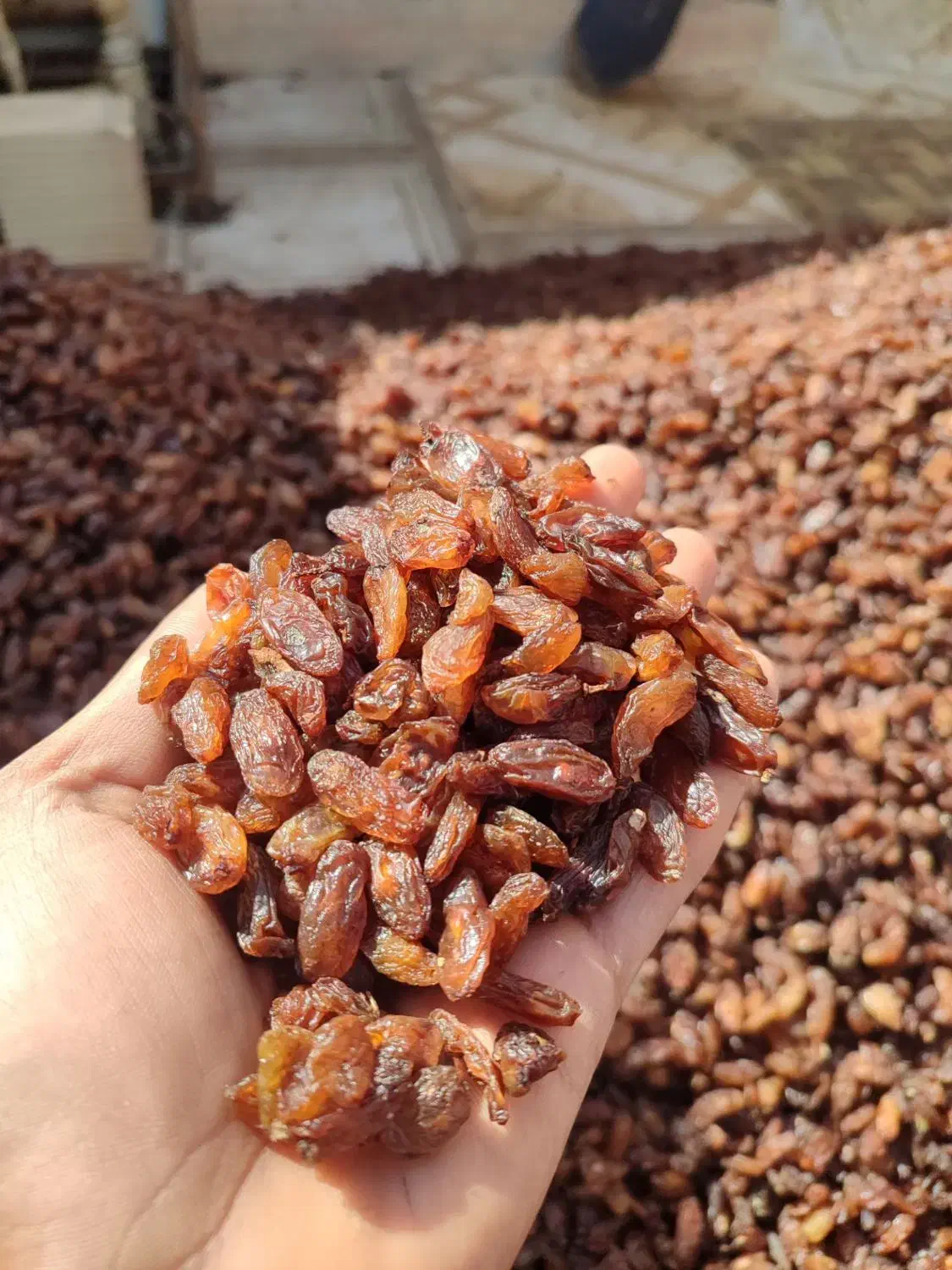 کشمش خوراکی کاشمر|عمدهفروشی|یزد, |دیوار