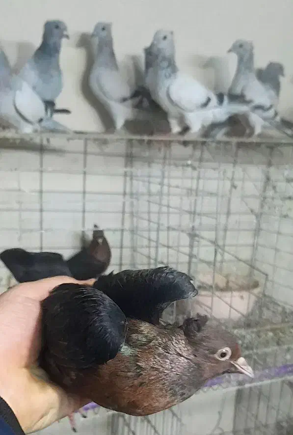 کبوتر آرشینگل مولد با جوجه دونخور|پرنده|باغستان, |دیوار