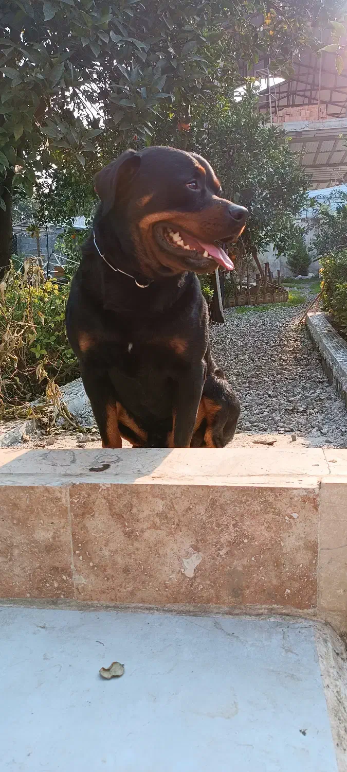 واگذاری سگ روتوایلر|سگ|امامزاده عبدالله, |دیوار