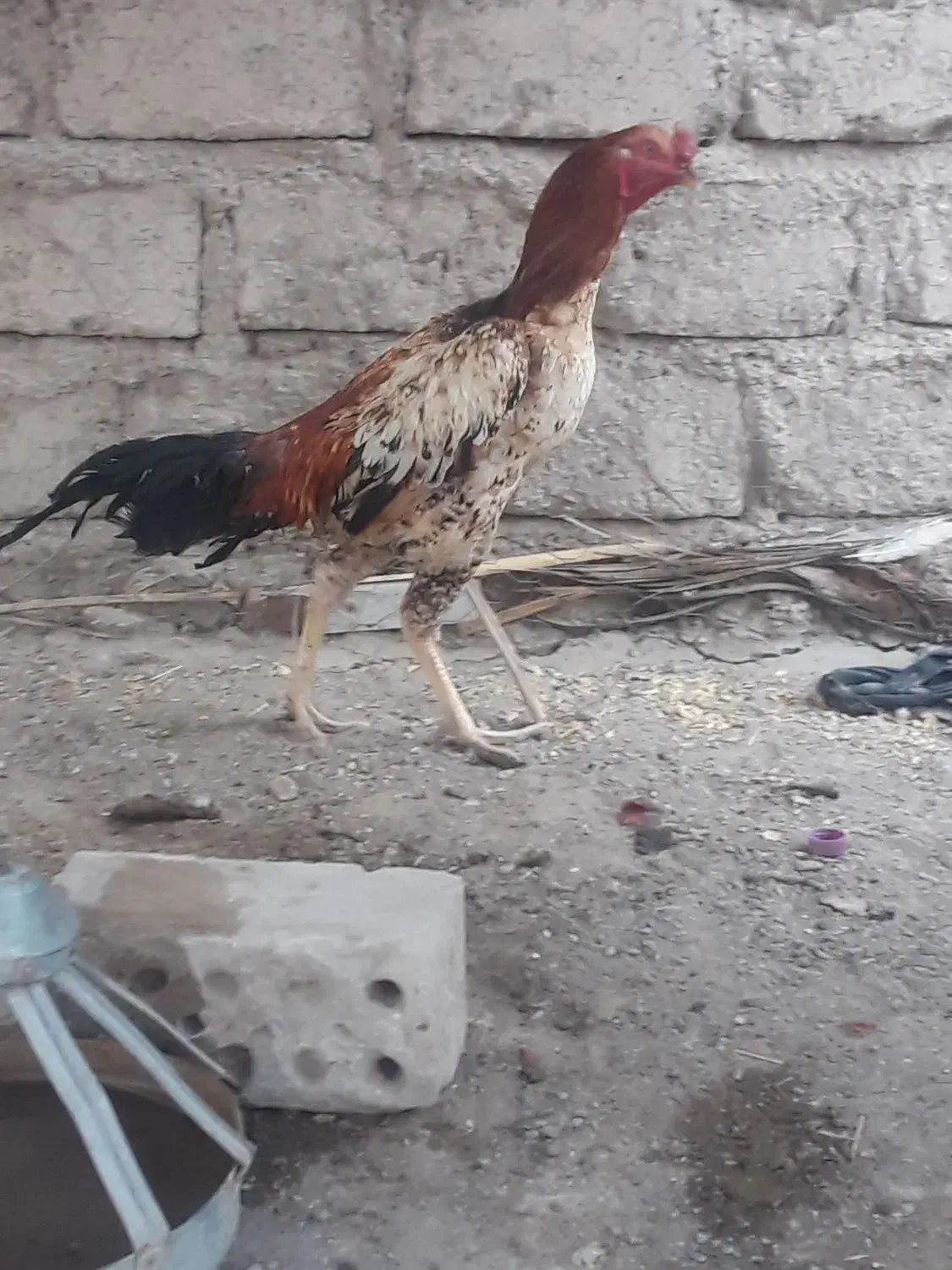 خروس نسل دار مغاوضه|حیوانات مزرعه|ایرانشهر, |دیوار