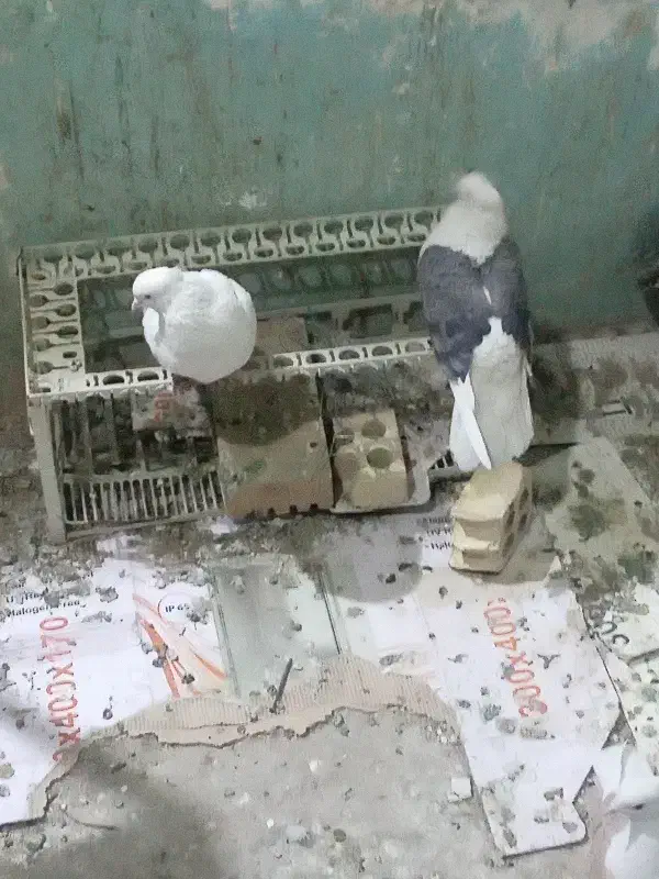 کفتر|پرنده|دورود, |دیوار