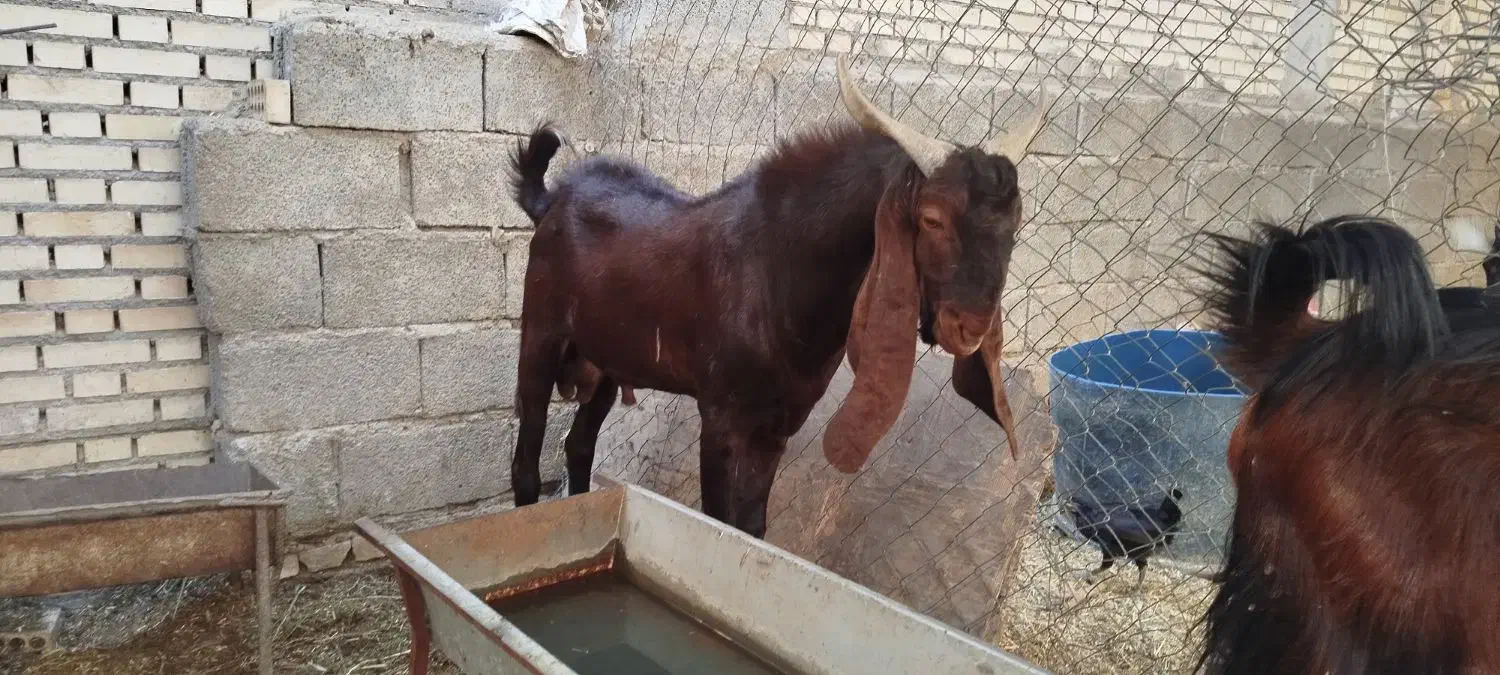بز نر پاکستانی در شادگان|حیوانات مزرعه|شادگان, |دیوار