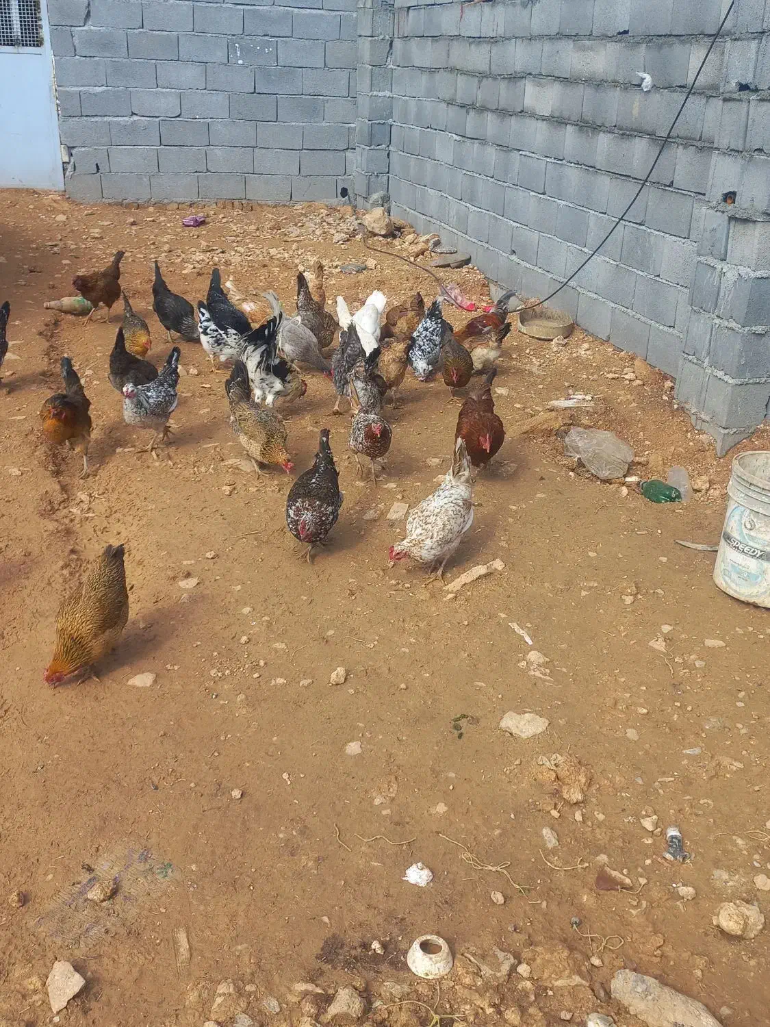 مرغ محلی|حیوانات مزرعه|کرمانشاه, |دیوار