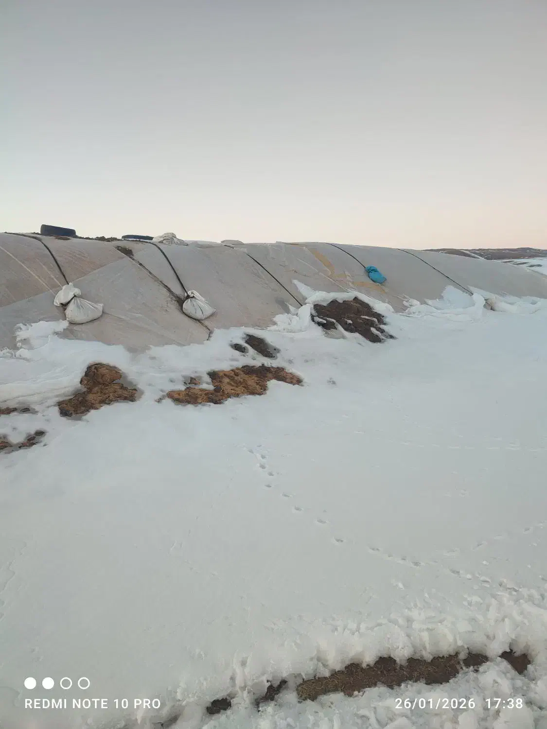 کاه گندم|عمده‌فروشی|قیدار, |دیوار