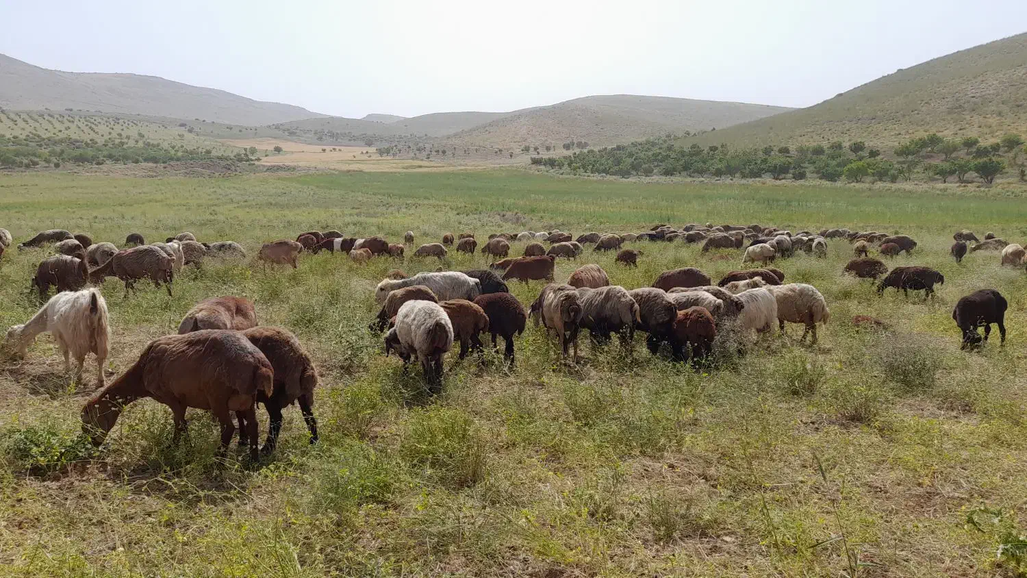 گوسفنده داشتی با بره ۵۰جفت|حیوانات مزرعه|پادنا علیا, |دیوار