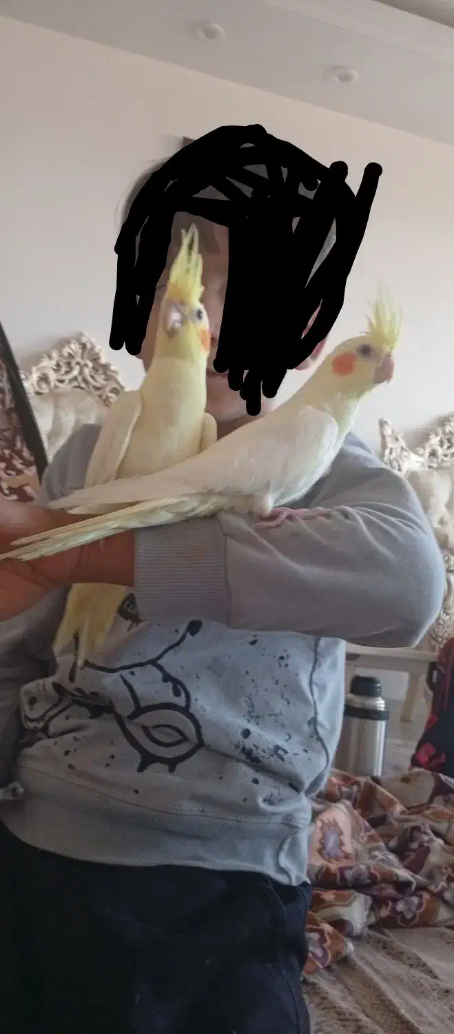 جوجه عروس هلندی کاملا دست آموز و اهلی|پرنده|نقده, |دیوار