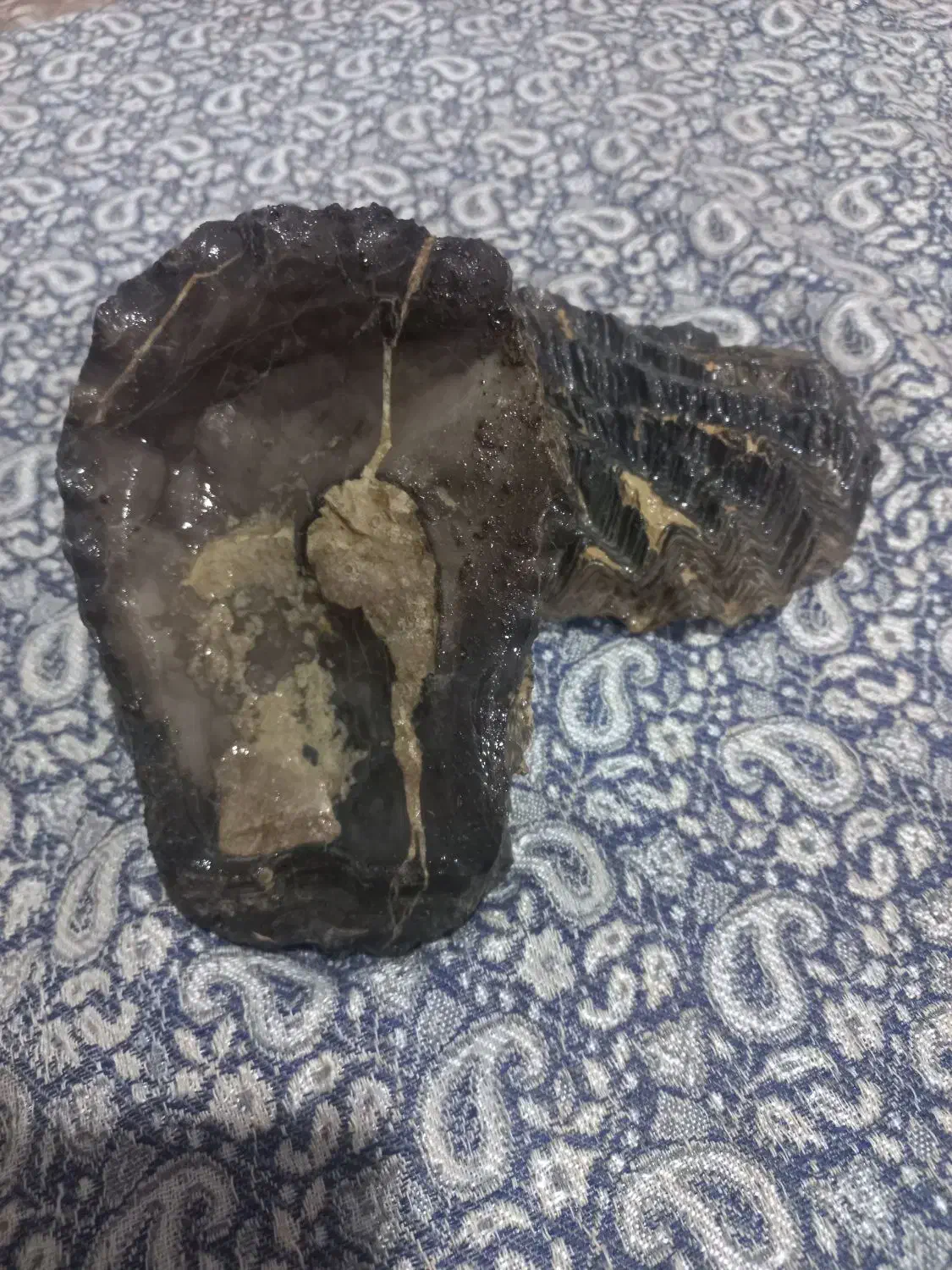 فسیل|کلکسیون اشیاء عتیقه|کرمانشاه, |دیوار