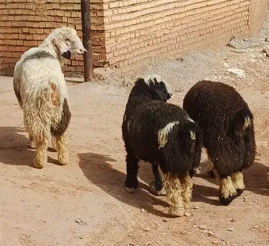 گوشت بره شیری ۱۲۰۰|حیوانات مزرعه|مسجد سلیمان, |دیوار