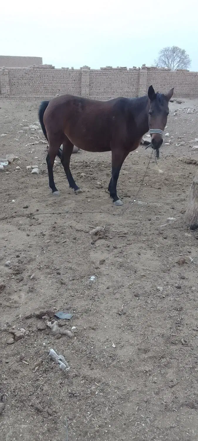 مادیان|اسب و تجهیزات اسب‌سواری|نظرآباد, احمد آباد|دیوار