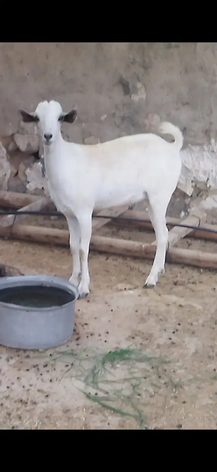 بز صومال و گیسه دورگ|حیوانات مزرعه|بندرلنگه, |دیوار