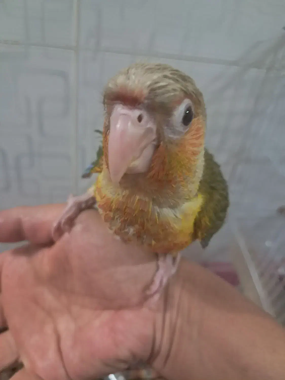 جوجه طوطی گرینچیک ۲ ماهه|پرنده|مبارکه, |دیوار