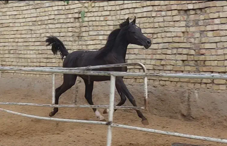 اسب عرب،کره نریان یک و نیم ساله،سیاه|اسب و تجهیزات اسب‌سواری|گلپایگان, |دیوار
