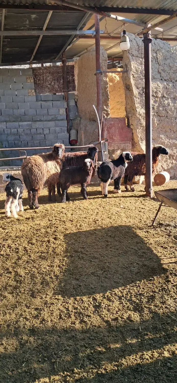 شیشک بره دار|حیوانات مزرعه|مرودشت, نقش رستم|دیوار