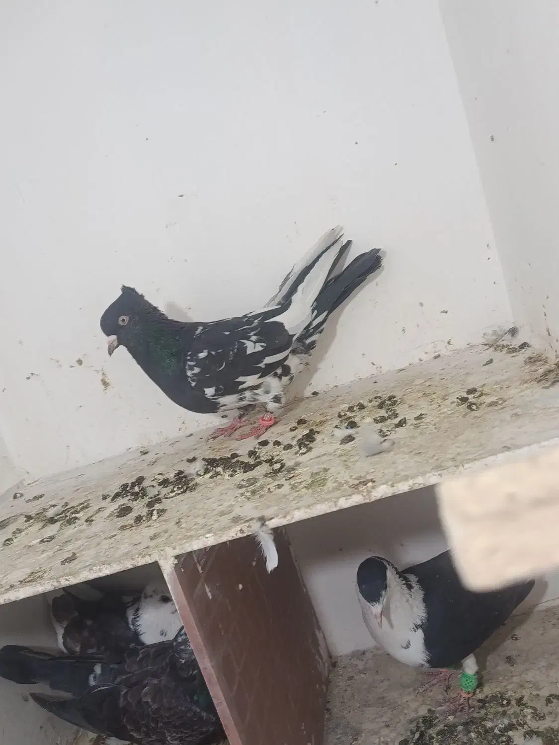 کفتر به شرط ضمانت|پرنده|مشهد, رده|دیوار