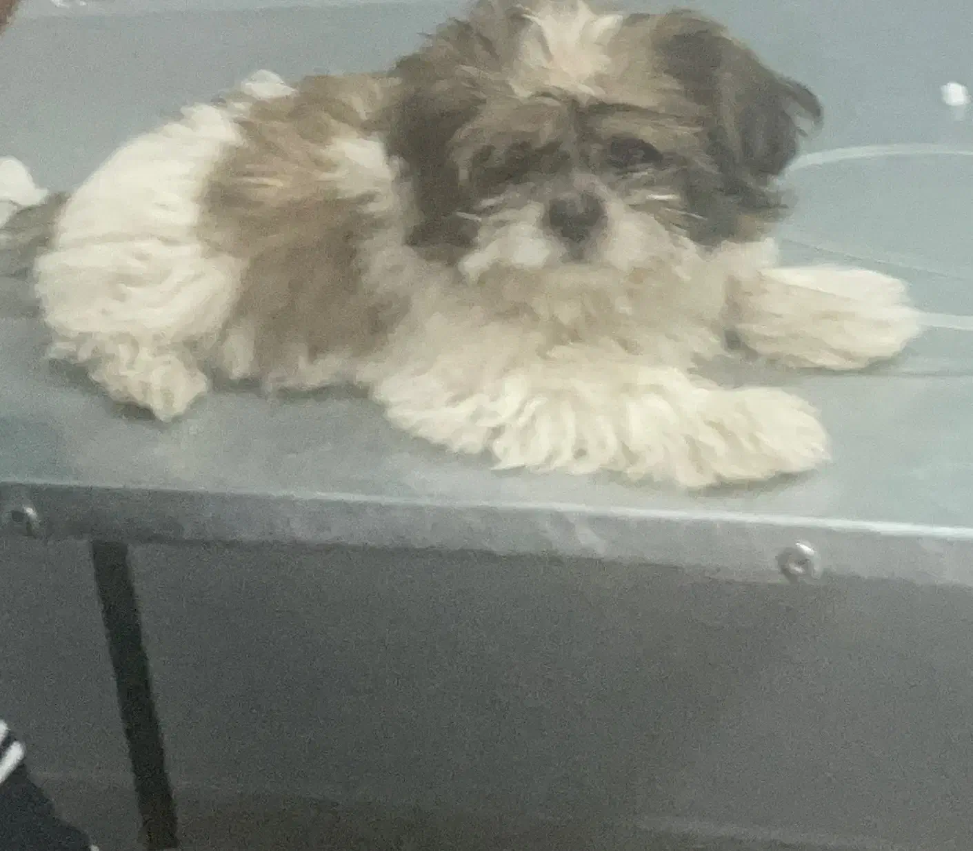 سگ شیتزو|سگ|نیشابور, شهید جعفری|دیوار